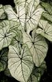 үй өсімдіктер Kaladium, Caladium күміс Фото