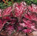Kapalı bitkiler Caladium koyu kırmızı fotoğraf