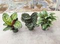  Цалатхеа, Зебра Биљка, Паун Биљка, Calathea шаролик фотографија