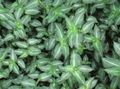 Topfpflanzen Callisia, Bolivianisch Jew gesprenkelt Foto