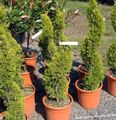 Кімнатні Рослини Кипарис дерево, Cupressus світло зелений Фото