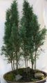 des plantes en pot Cyprès des arbres, Cupressus vert Photo