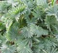 zilverachtig Kruidachtige Plant Oxalis foto en karakteristieken