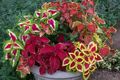 Kapalı bitkiler Coleus rengârenk fotoğraf