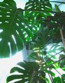 Bölünmüş Yaprak Philodendron