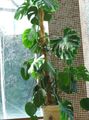 Indoor Plants Split Leaf Philodendron liana, Monstera dark green Photo