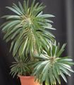 zöld Lágyszárú Növény Pachypodium fénykép és jellemzők