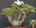 Topfpflanzen Pachypodium grün Foto