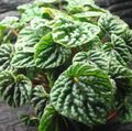 暗緑色 草本植物 ラジエーター植物、スイカベゴニア、赤ちゃんのゴム工場 フォト と 特性