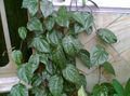 Topfpflanzen Celebes Pepper, Prächtige Pfeffer liane, Piper crocatum dunkel-grün Foto
