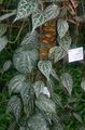Topfpflanzen Celebes Pepper, Prächtige Pfeffer liane, Piper crocatum gesprenkelt Foto