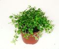 Sobne Rastline Topništvo Praprot, Miniaturni Peperomia, Pilea microphylla, Pilea depressa svetlo-zelena fotografija