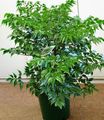 屋内植物 チャイナドール 低木, Radermachera sinica 緑色 フォト