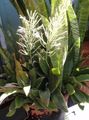Topfpflanzen Sansevieria gesprenkelt Foto