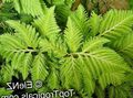 Le piante domestiche Selaginella chiaro-verde foto