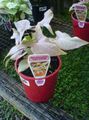 үй өсімдіктер Singonium лиана, Syngonium күміс Фото