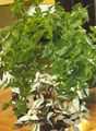 შიდა მცენარეები Tradescantia,  მწვანე სურათი