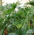 Vidinis augalai Filodendras, Philodendron žalias Nuotrauka