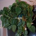 зелен Лиана Philodendron Лиана снимка и характеристики