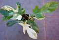 Szobanövények Filodendron Liana kúszónövény, Philodendron  liana tarkabarka fénykép