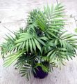 Plantas de Interior Liana Filodendro, Philodendron  liana verde Foto