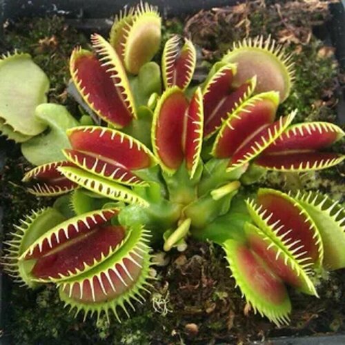 Семена Венерина мухоловка 5 шт, Dionaea muscipula, хищное растение, которое ест мух фото