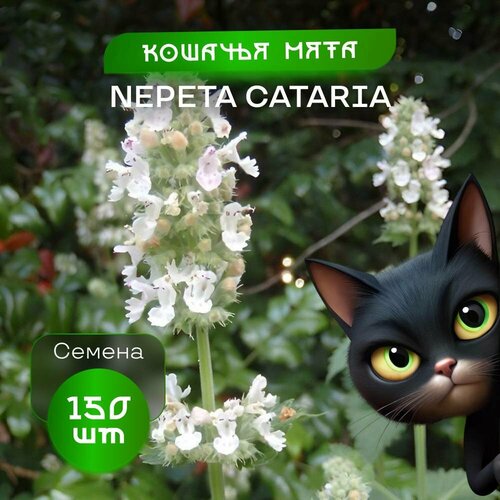 Настоящая кошачья мята, 150 семян, сорт Nepeta фото