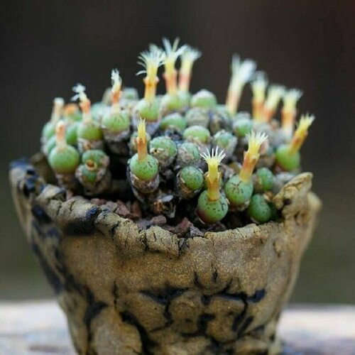 Конофитум ягодовидный, Conophytum Uviforme, живые камни, семена фото