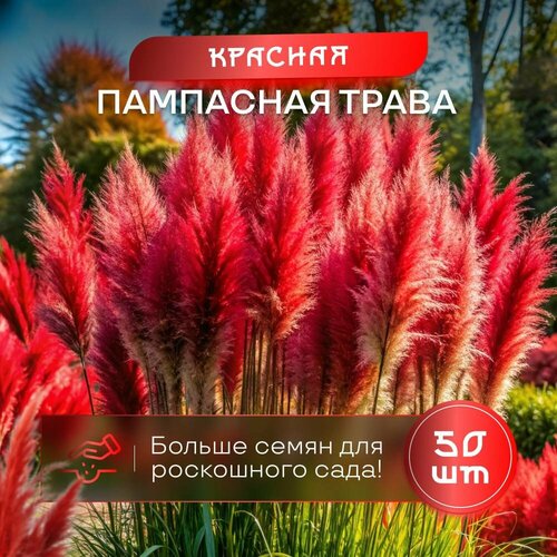 Пампасная трава кортадерия красная SVN seeds семена 50 шт сертифицированные фото