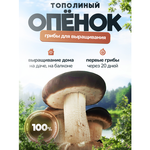 фотография Грибница Тополиного Опенка для выращивания, купить за 690р