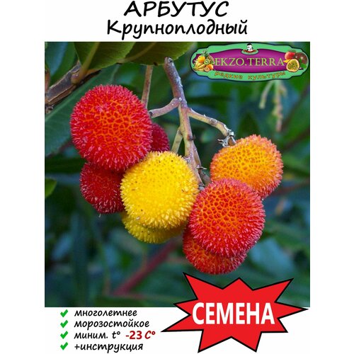 Семена Земляничник Крупноплодный 