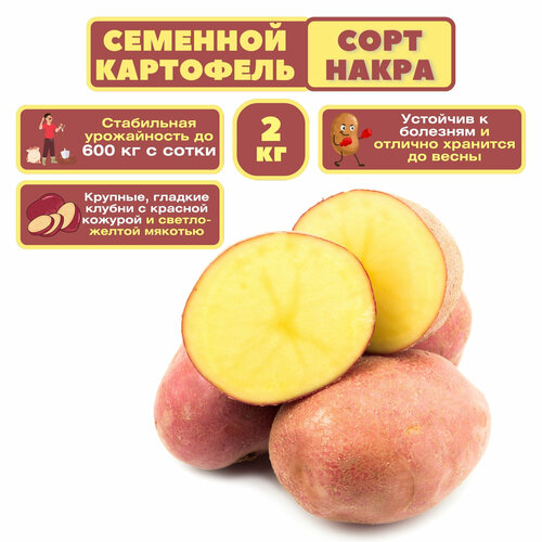 Картофель семенной 