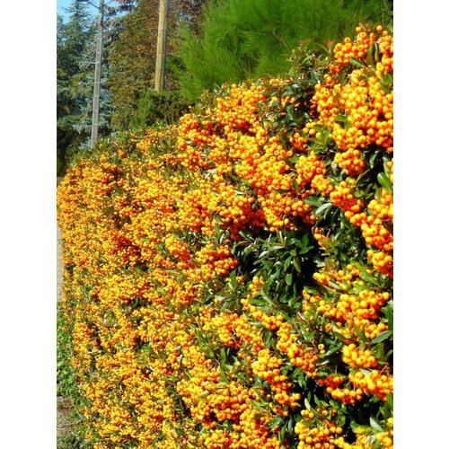 фотография Семена Пираканта шарлаховая желтая (Pyracantha coccinea), 15 штук, купить за 400р