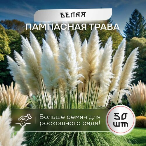 фотография Пампасная трава кортадерия белая семена SVN seeds 50 шт. сертифицированные, купить за 590р