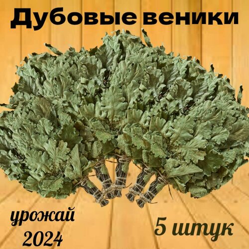 Веники для бани и сауны дубовые, 5 штук, свежие, урожай 2024 года фото