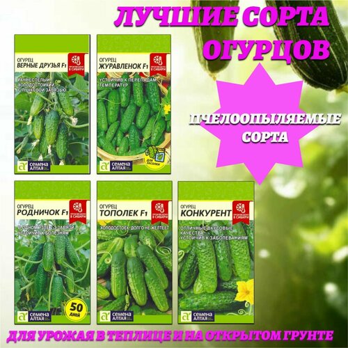 Лучшие сорта огурцов с прекрасными вкусовыми качествами. Семена Алтая фото