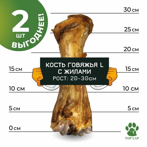 Кость говяжья большая с жилами 2 штуки фото