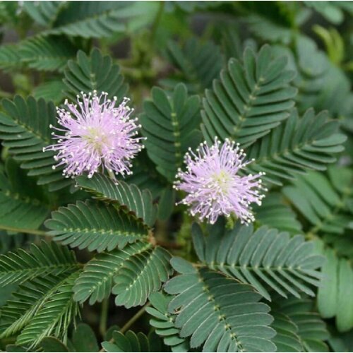 Семена Орешка Мимоза стыдливая, Mimosa pudica 15 шт. фото