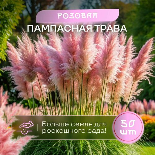 Пампасная трава кортадерия розовая семена SVN seeds 50 шт сертифицированные фото