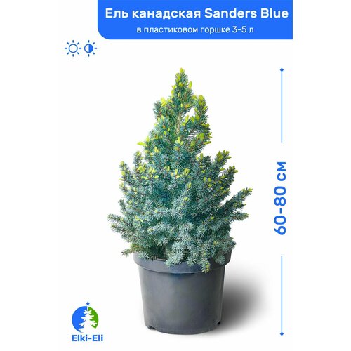 Ель канадская Sanders Blue (Сандерс Блю) 60-80 см в пластиковом горшке 3-5 л, саженец, хвойное живое растение фото