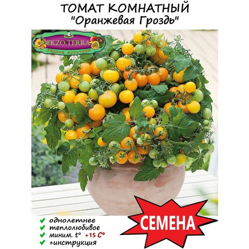 Семена Томат Комнатный 