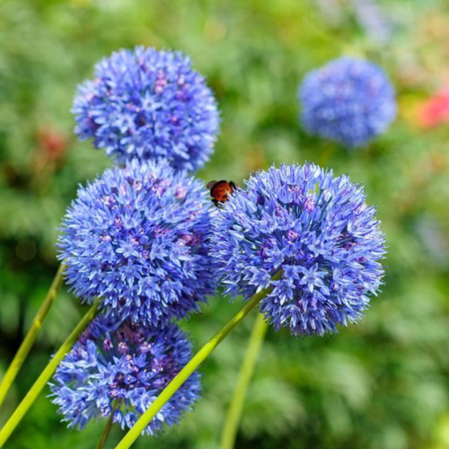 Луковицы цветов, botanica garden, аллиум, карелиус азуреум, 10 штук фото