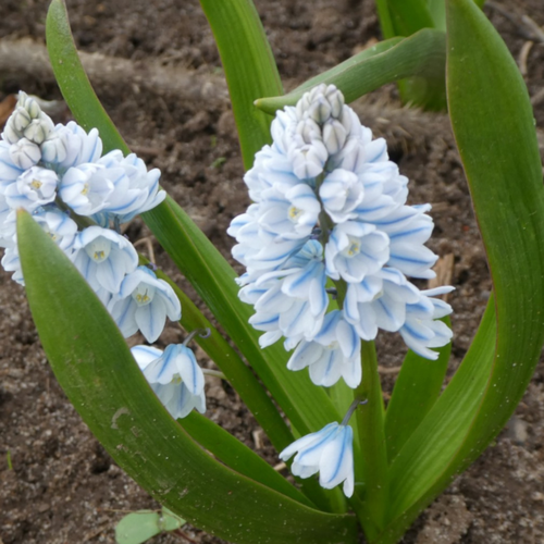 Луковицы цветов, botanica garden, пушкиния либанотика, 10 штук фото