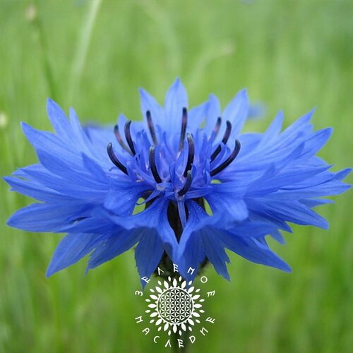 фотография Семена Василек синий (лат. Centaurea cyanus) 100 шт от Green Legacy, купить за 376р