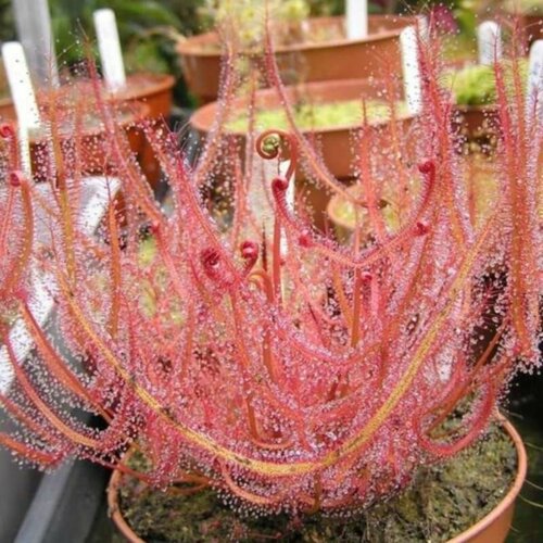 фотография Семена Мухоловка Росянка Бината 5 шт, Drosera Binata, рогатое хищное растение, поедающее мух, купить за 478р