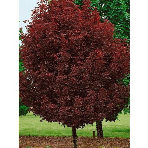 фотография Семена Клён остролистный Crimson King (Acer platanoides), 10 штук, купить за 430р