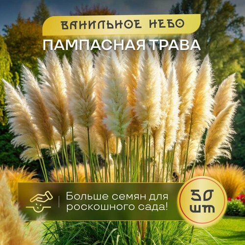 Пампасной Травы кортадерия SVN seeds 