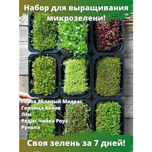 Набор для выращивания микрозелени Green Seeds фото