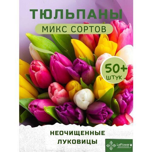 Тюльпан Луковицы неочищенные, Микс сортов, 50шт+ (LeFlower) фото