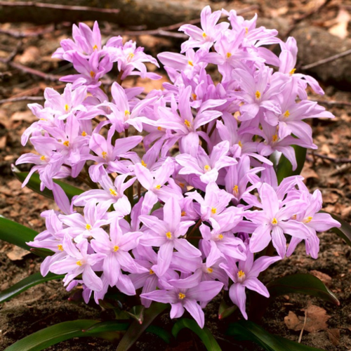 Хионодокса FORBESII ROSEA (10 луковиц) фото